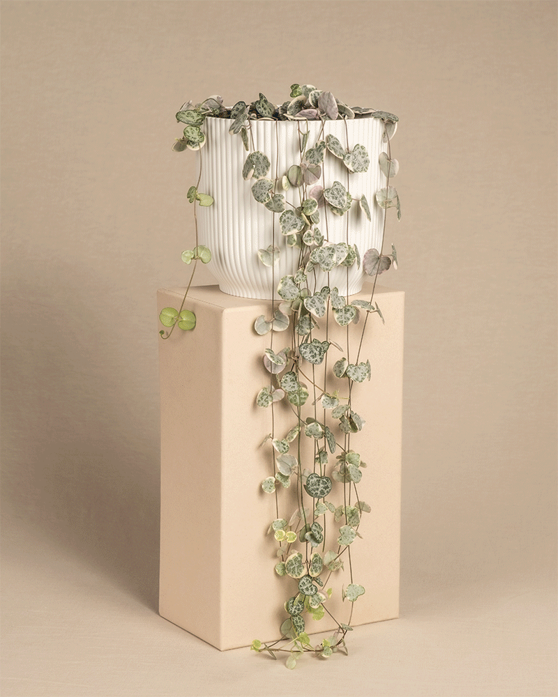feey-leuchterpflanze-pink-variegata-ceropegia-woodii image 7