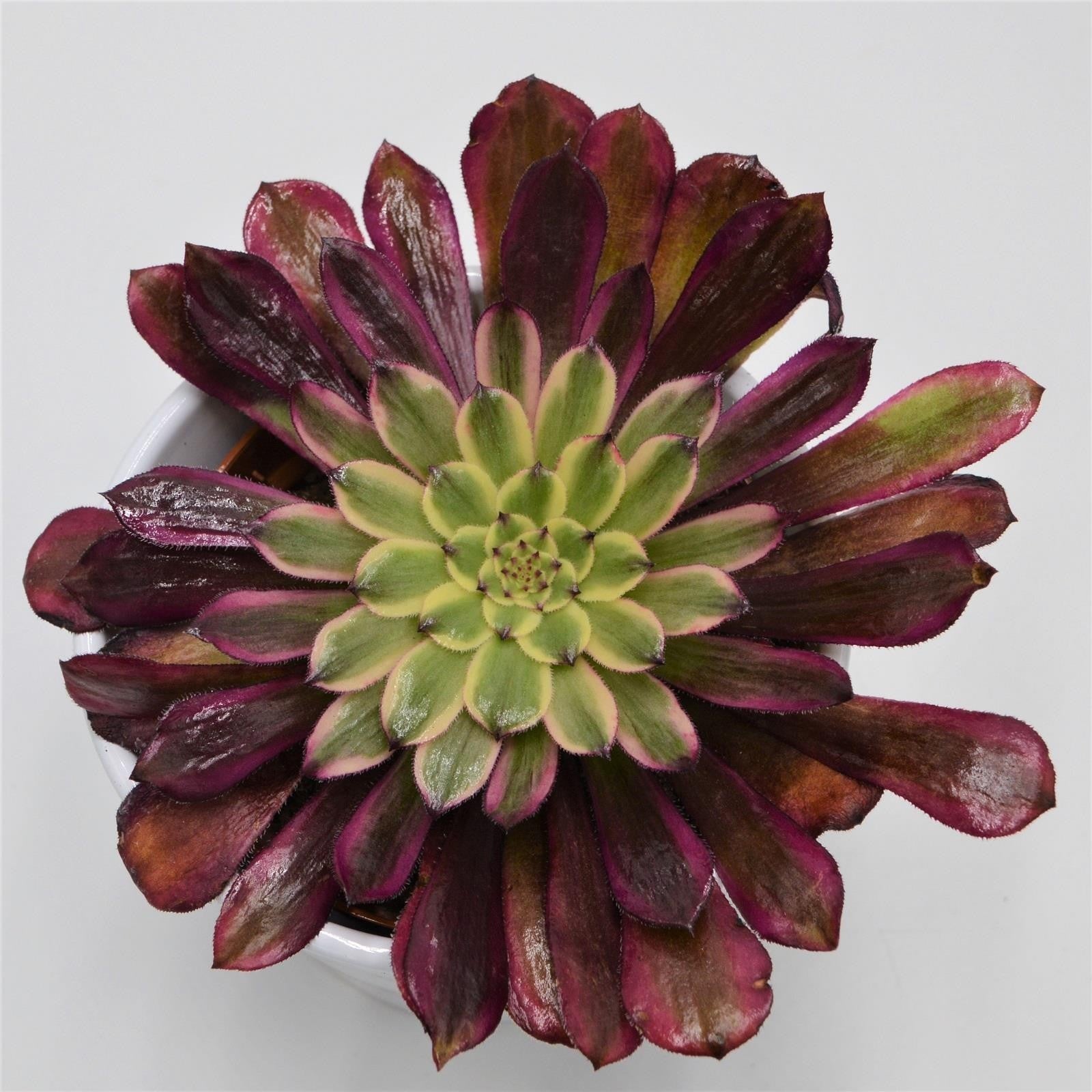 pasiora-aeonium-mardi-gras-rosetten-sukkulente-10-5cm-topf image 4