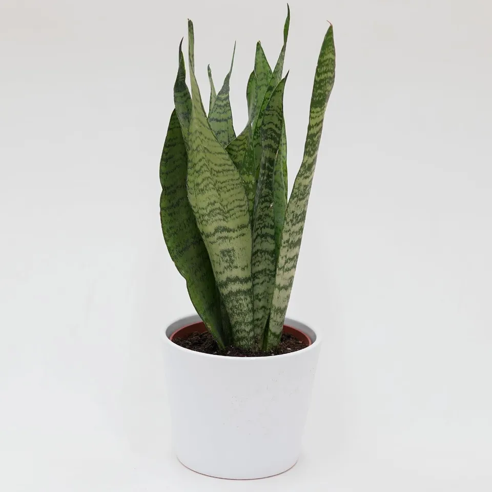 pasiora-sansevieria-zeylanica-sukkulente-12cm-topf image 1