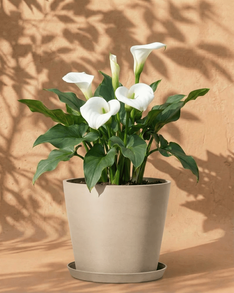 feey-calla-wei-zantedeschia-rhizome-au-enpflanze image 7