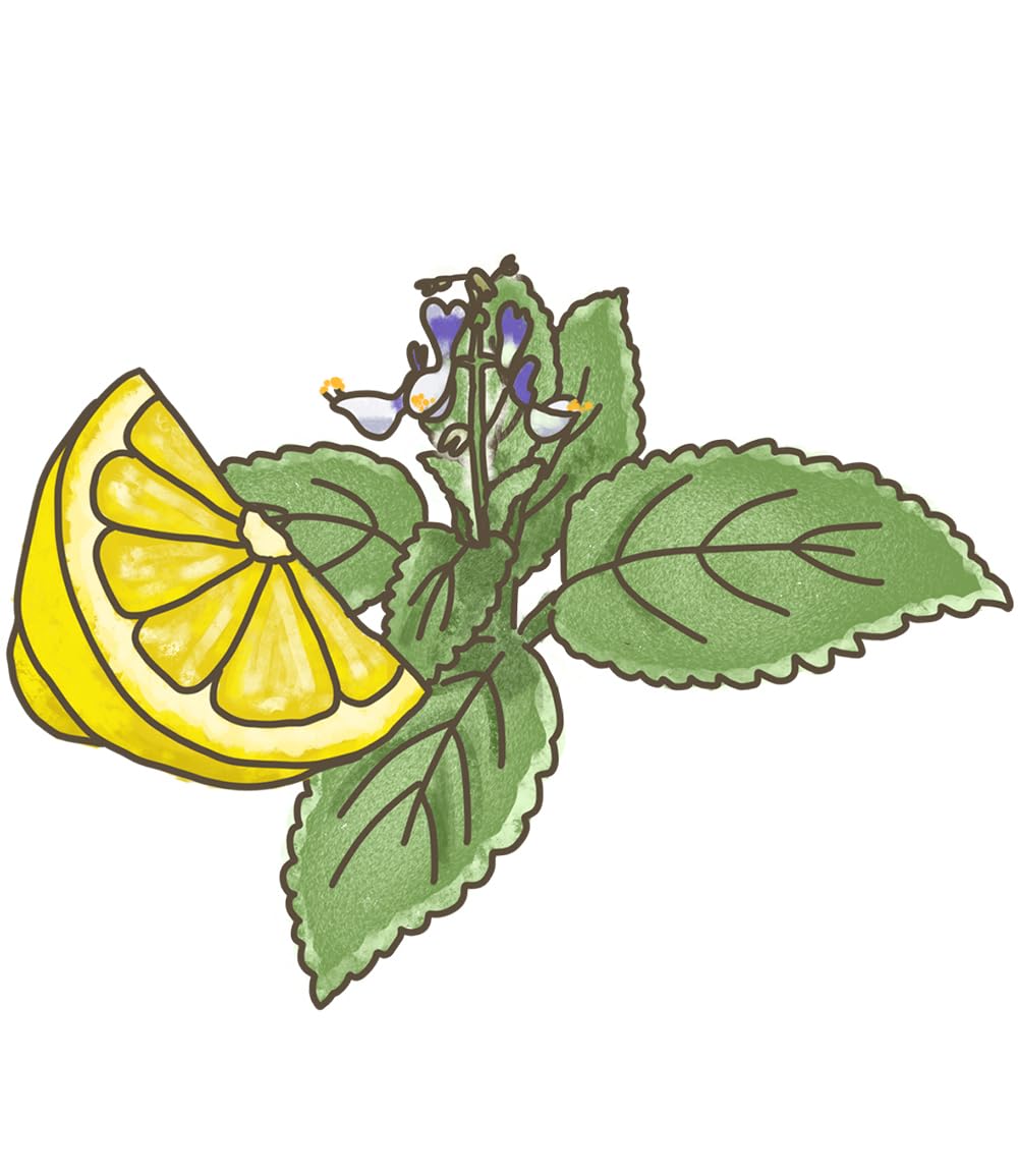 baldur-garten-bio-australisches-zitronenblatt-1-pflanze-im-12-cm-topf image 3