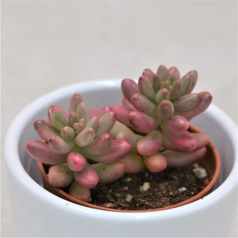 pasiora-sedum-rubrotinctum-aurora-sukkulente-5-5cm-topf image 1