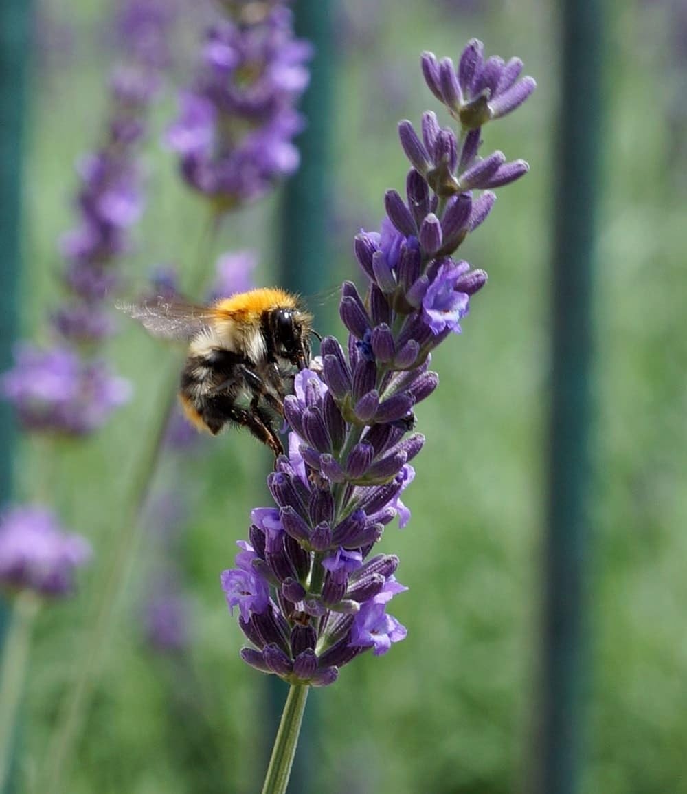 baldur-garten-lavendel-phenomenal-duftlavendel-3x-im-9x9-cm-topf image 4