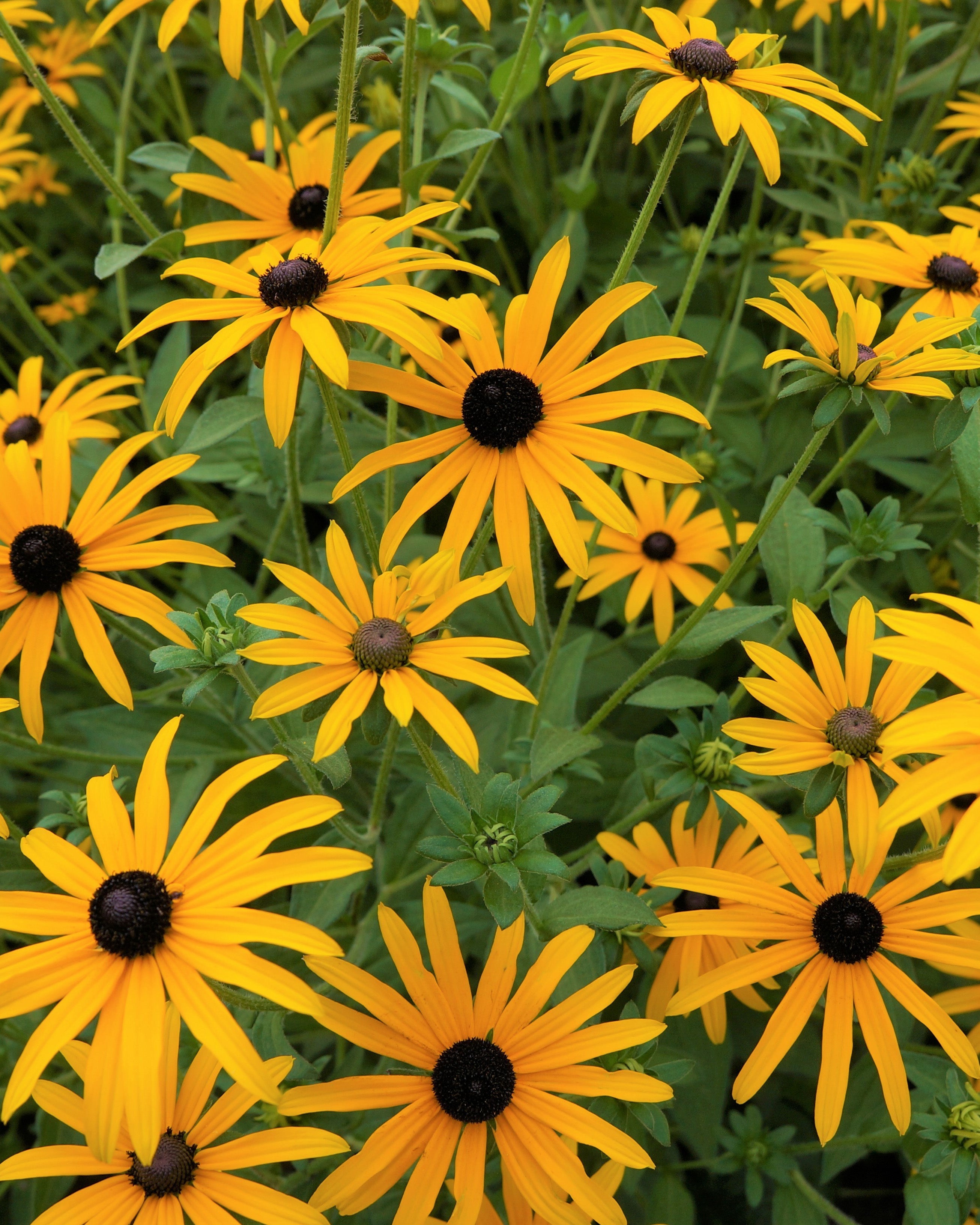 feey-gelber-sonnenhut-rudbeckia-fulgida-wurzelstock image 2