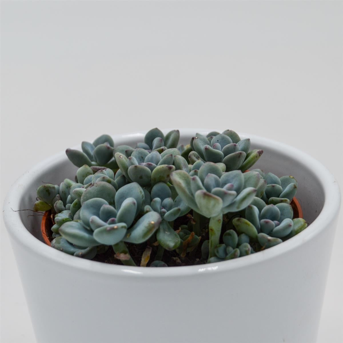pasiora-sedum-cosmic-tom-sukkulente-im-8-5cm-topf image 2