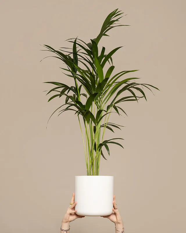 feey-kentiapalme-gro-zimmerpflanze-howea-forsteriana image 1