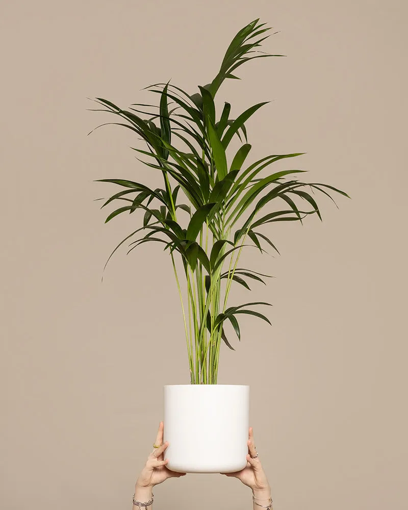 feey-kentiapalme-gro-zimmerpflanze-howea-forsteriana image 1