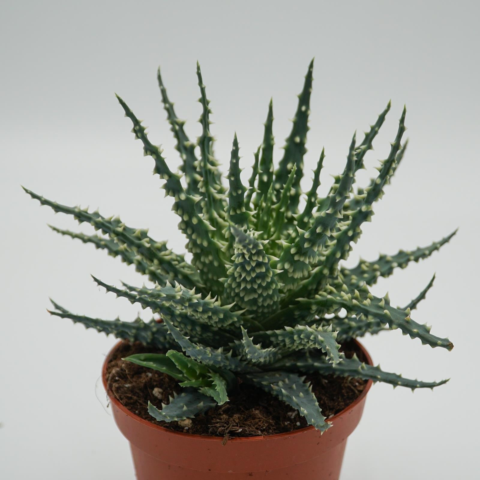 pasiora-aloe-safari-sukkulente-10-5cm-topf image 2