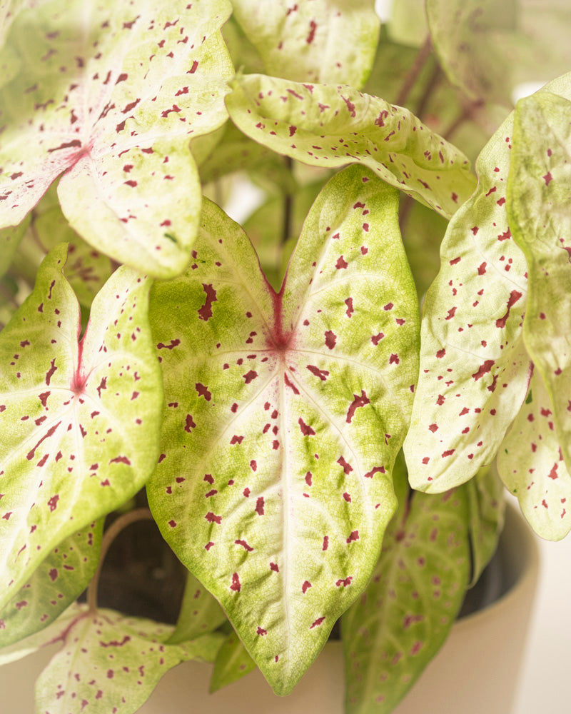 feey-caladium-miss-muffet-buntblatt-zimmerpflanze-gro image 2