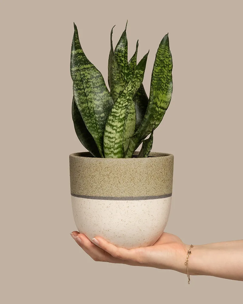 feey-kleine-gr-ne-schwiegermutterzunge-sansevieria-trifasciata-zeylanica image 1