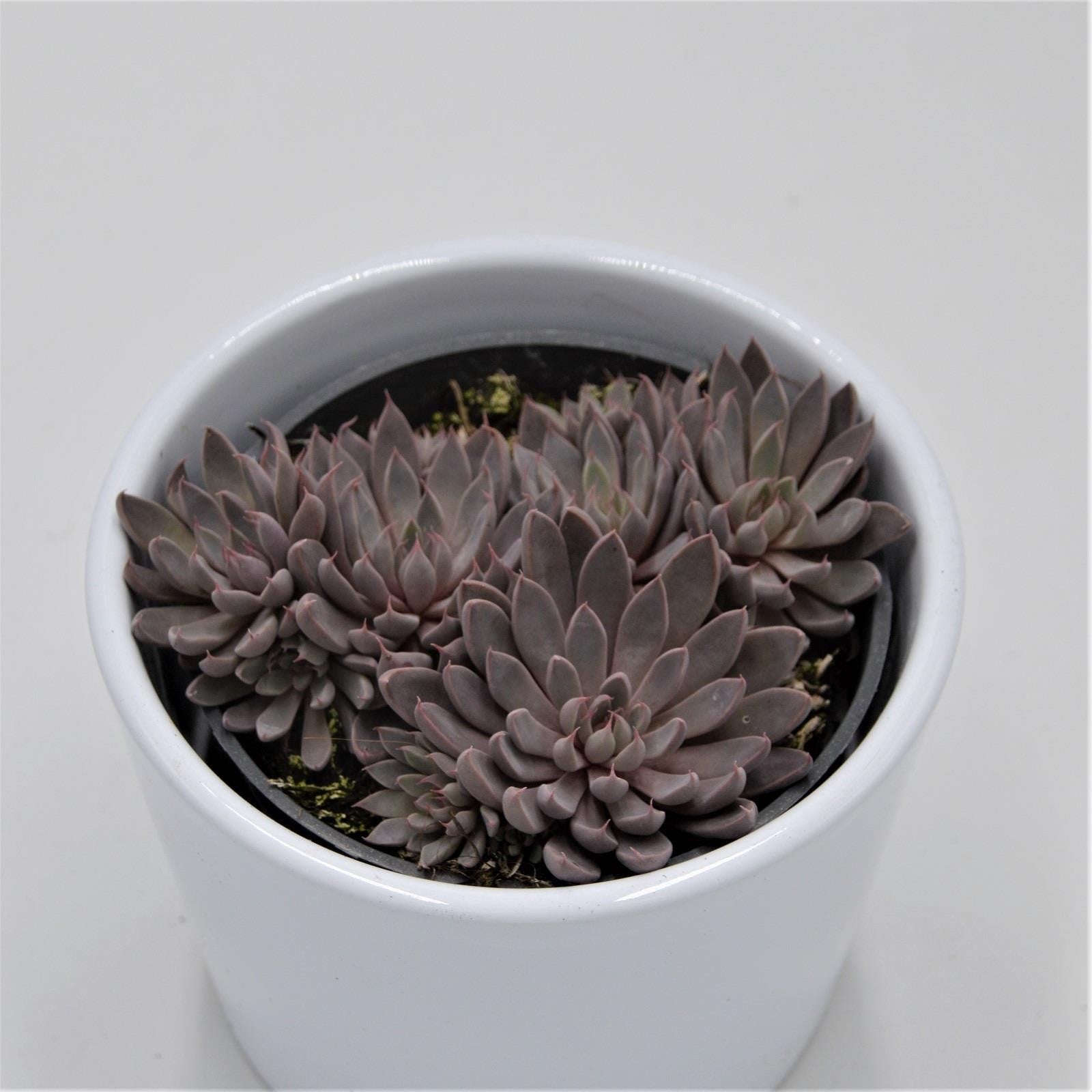 pasiora-graptopetalum-rusbyi-sukkulente-8-5cm-topf image 1