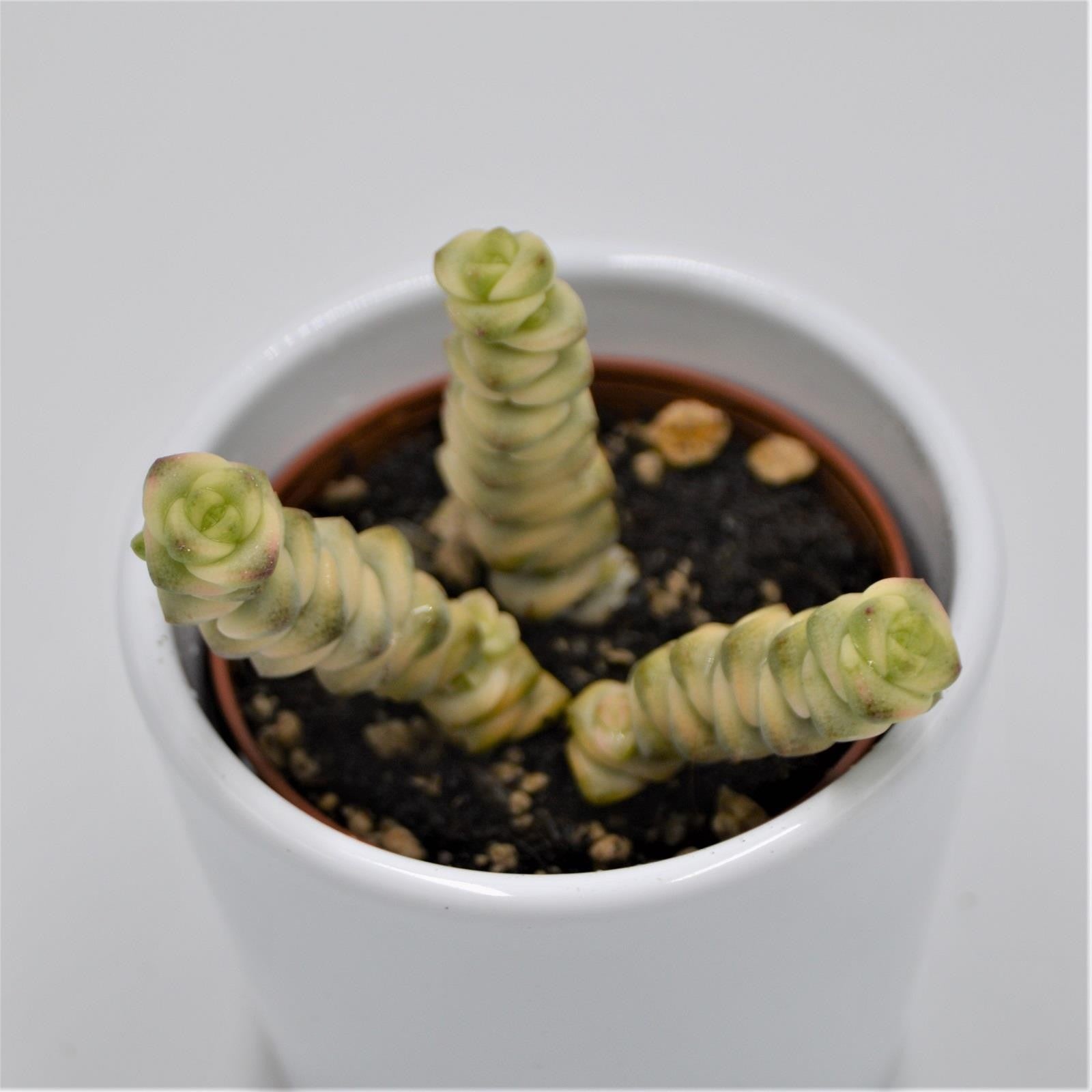 pasiora-crassula-fantasy-6-cm-dickblatt-sukkulente image 1
