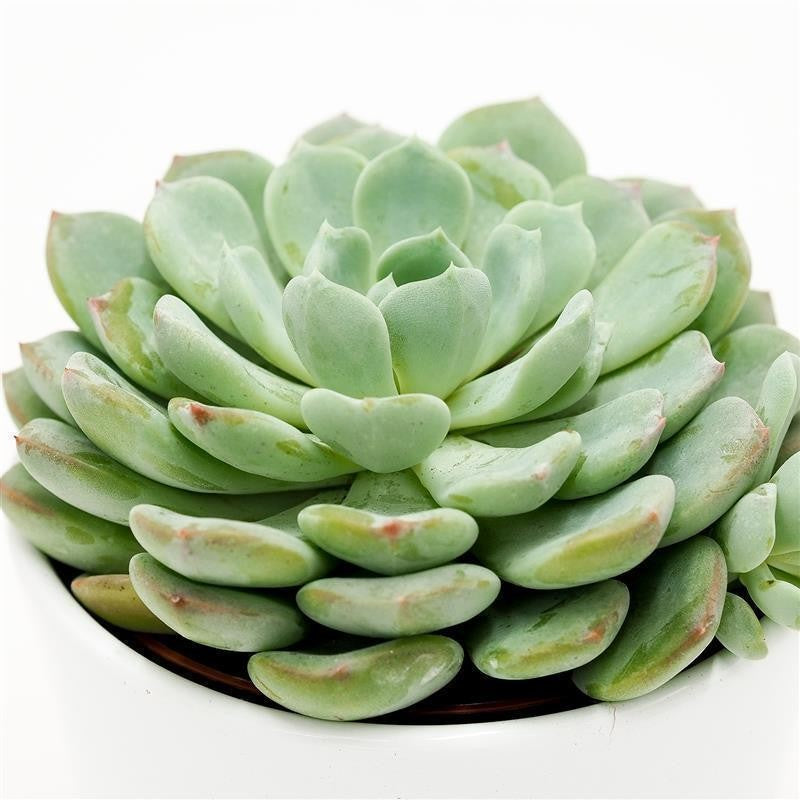 pasiora-echeveria-garoto-rosetten-sukkulente-10-5cm image 1