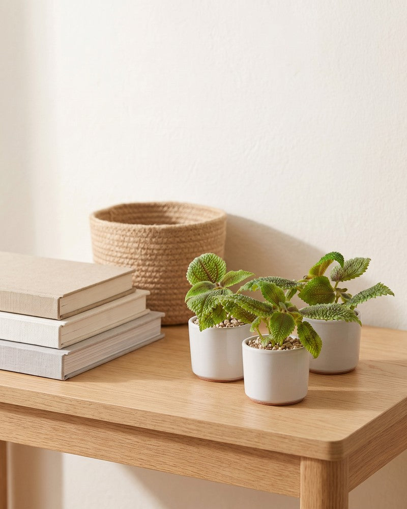 feey-baby-pilea-moon-valley-3er-set image 8