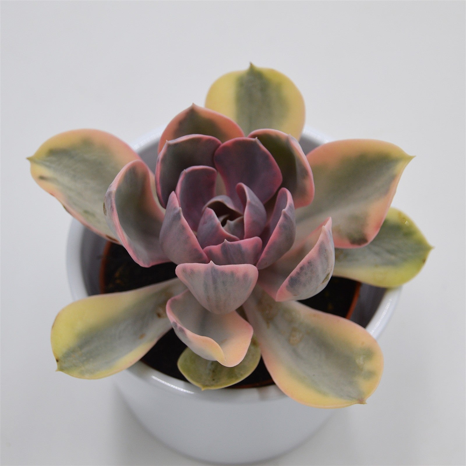 pasiora-echeveria-rainbow-10-5cm-panaschierte-rarit-t image 1