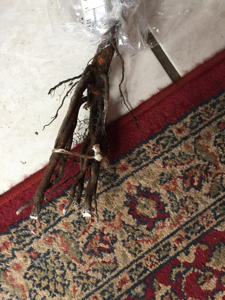 Stark angewachsen