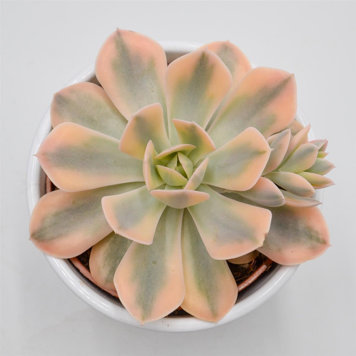 pasiora-echeveria-runyonii-f-variegata-sukkulente-10-5cm image 2