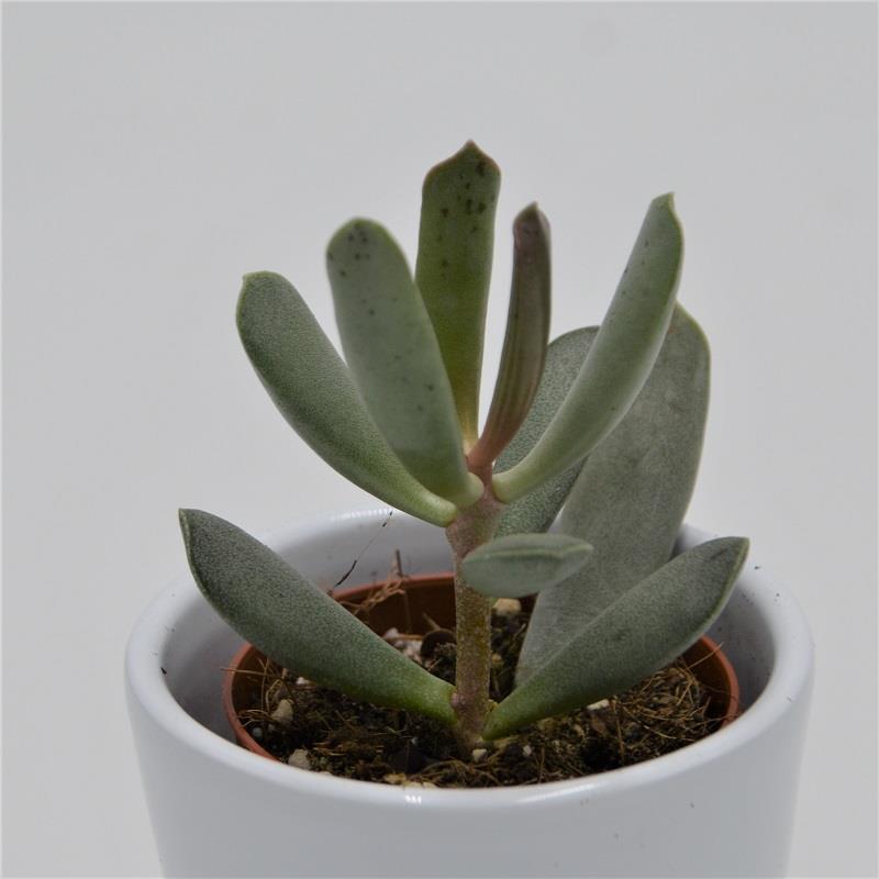 pasiora-adromischus-filicaulis-mini-sukkulente-5-5cm image 1