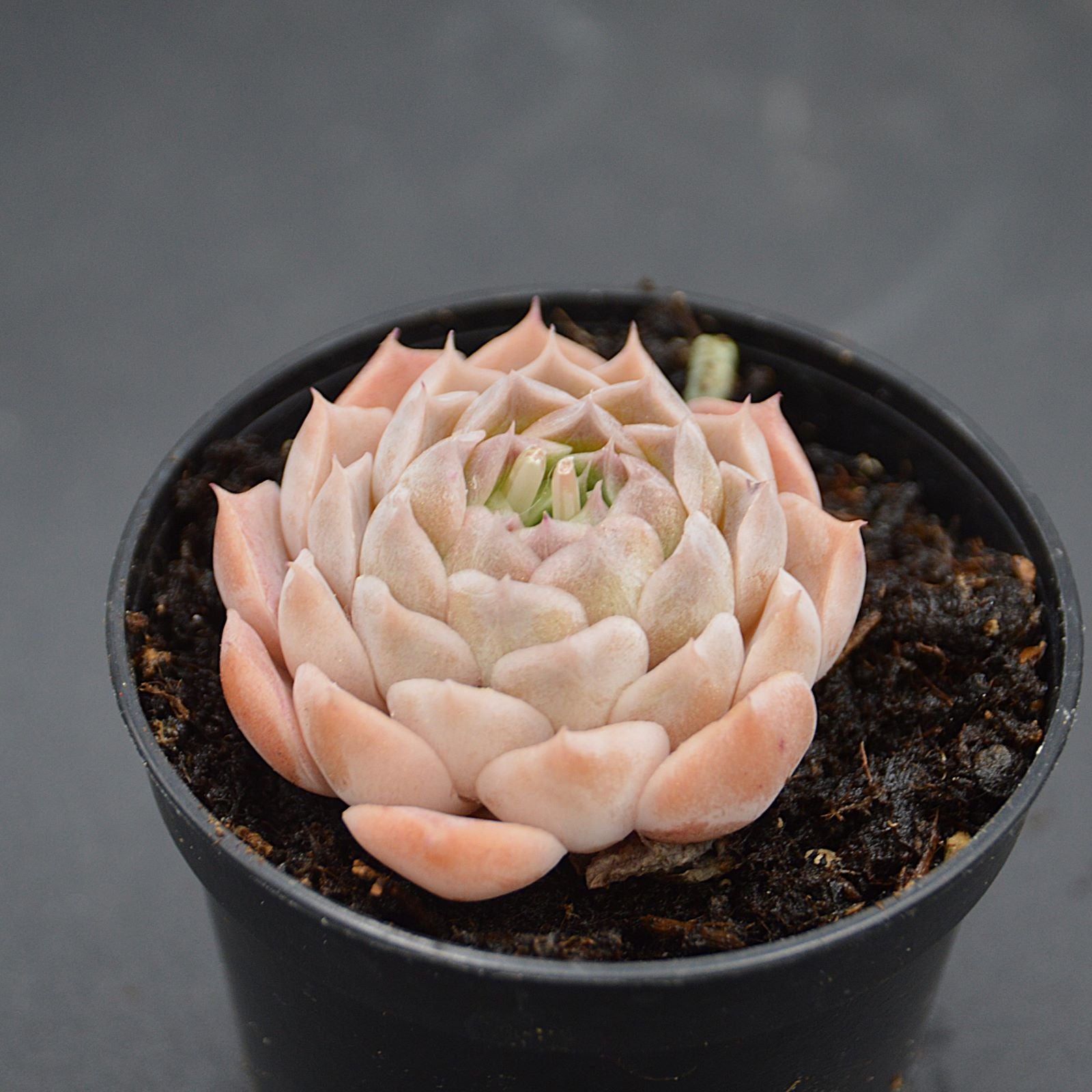 pasiora-echeveria-white-swan-sukkulente-einzelst-ck-indoor image 1