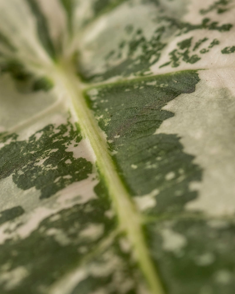feey-alocasia-micholitziana-frydek-variegata-rarit-t-elefantenohr image 8
