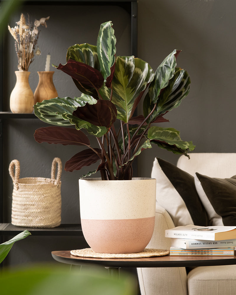 feey-variado-keramik-topfset-22-16-14 image 5