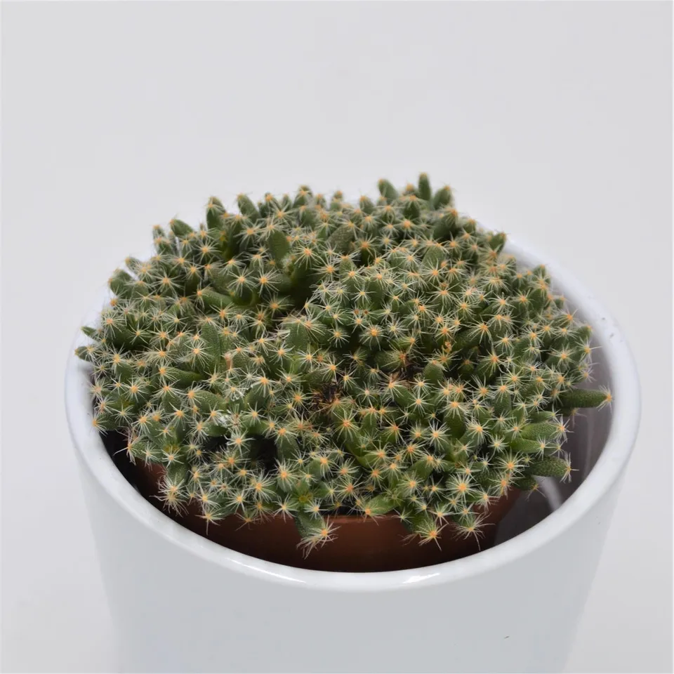pasiora-trichodiadema-densum-sukkulente-8-5cm-topf image 1