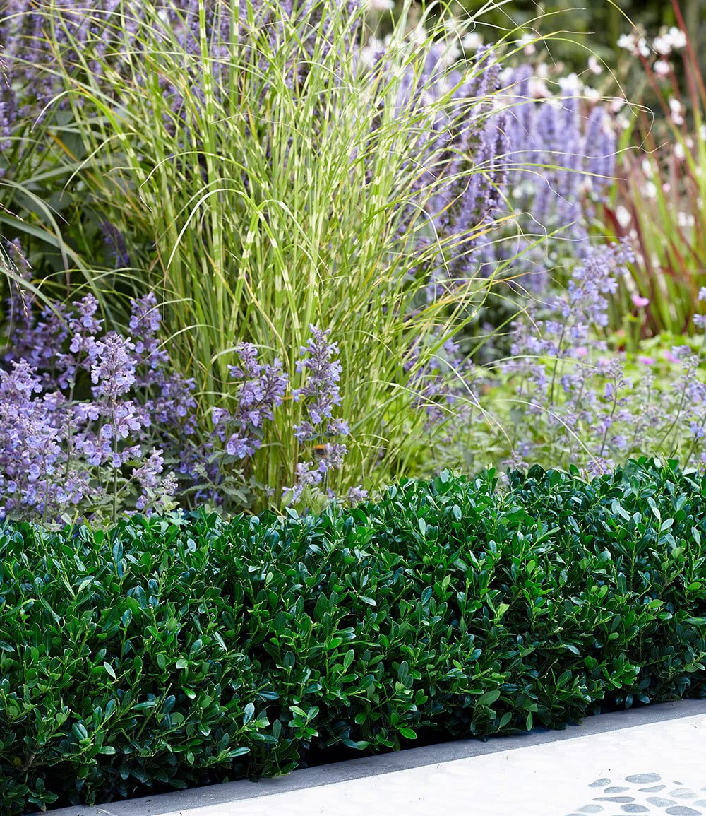 baldur-garten-ilex-crenata-luxus-globe-buchs-ersatz-im-9x9-cm-topf image 7