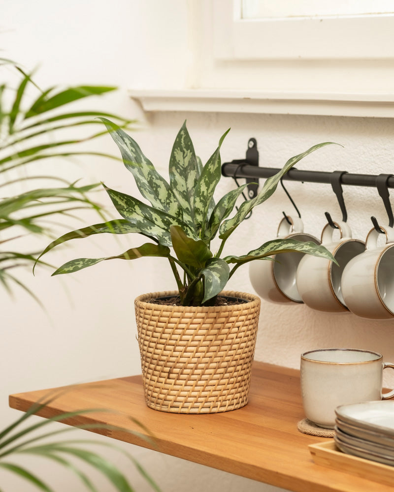 feey-aglaonema-maria-zimmerpflanze image 4