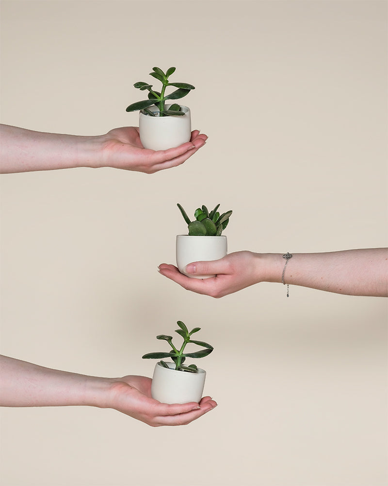 feey-baby-geldbaum-3er-set-crassula-ovata-zimmerpflanze image 1