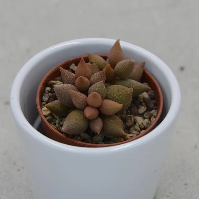 pasiora-adromischus-herrei-aubergine-mini-sukkulente-5-5cm image 1