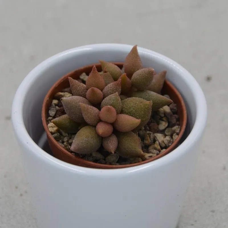 pasiora-adromischus-herrei-aubergine-mini-sukkulente-5-5cm image 1