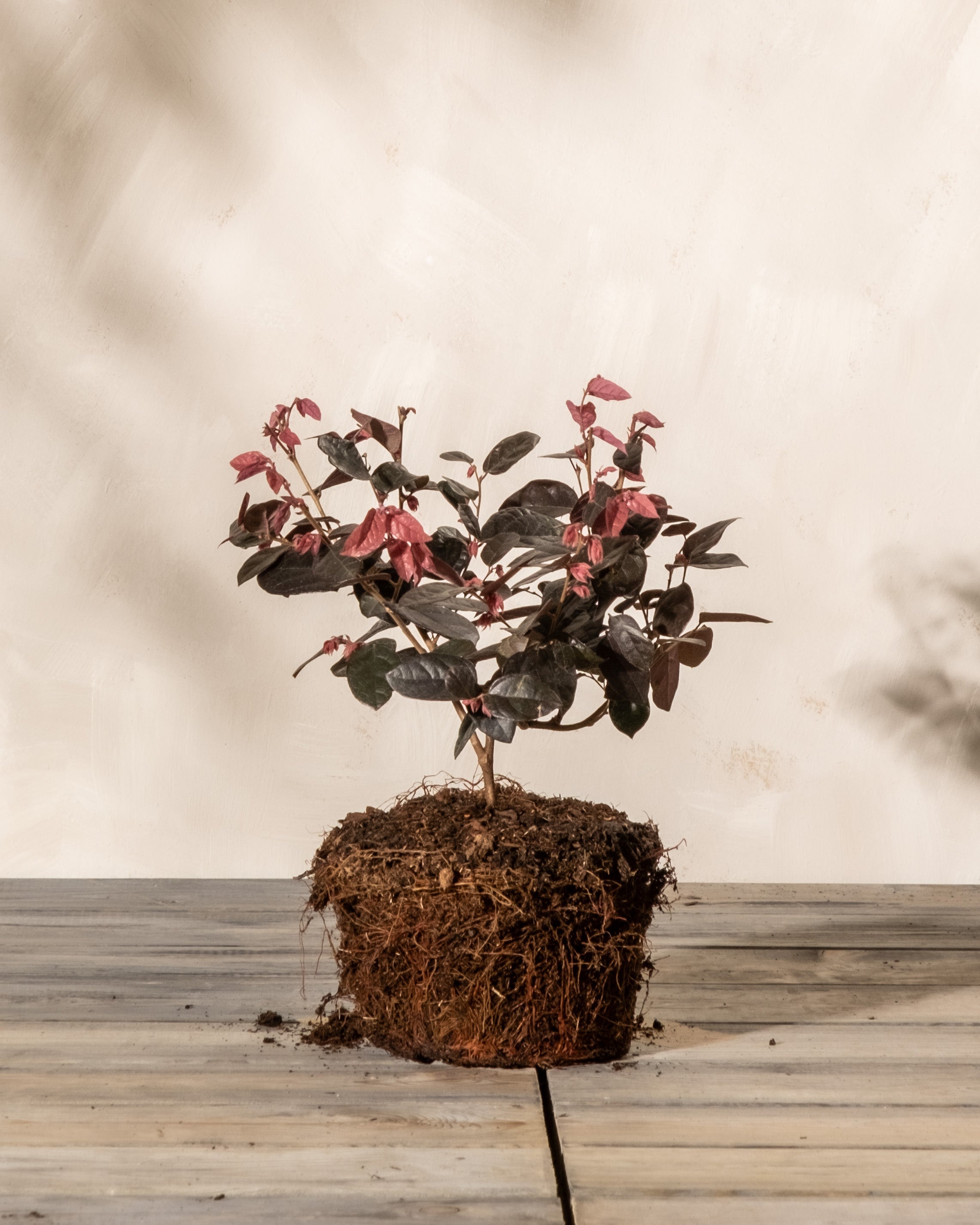 feey-loropetalum-chinense-fire-dance-riemenbl-te-1-2-m image 3