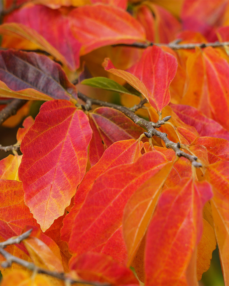 feey-parrotia-persica-eisenholzbaum-k-bel image 2