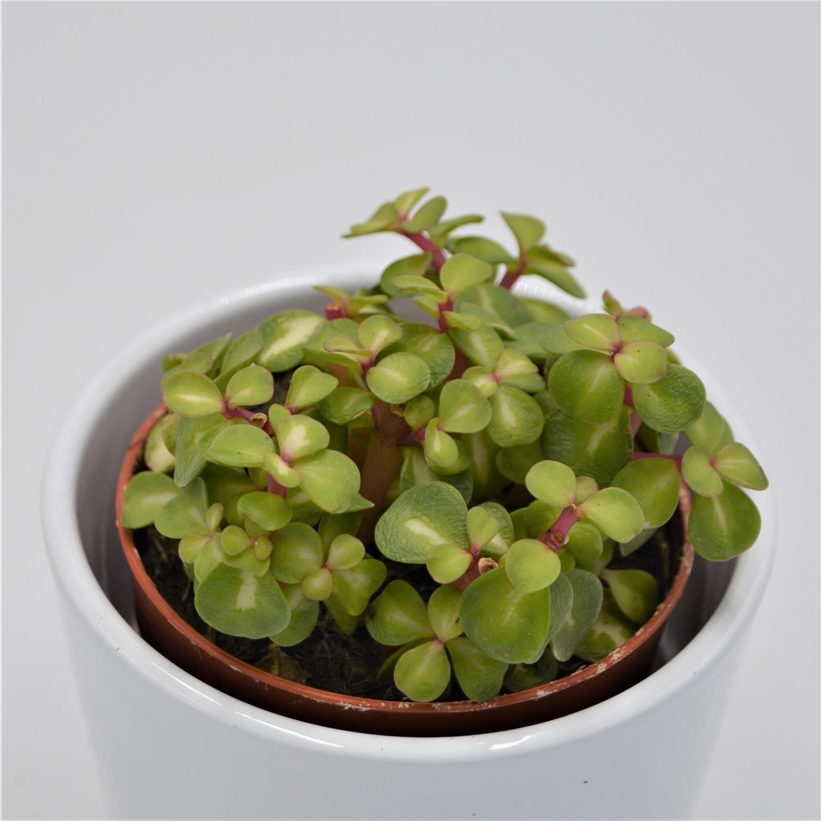 pasiora-portulacaria-afra-mediopicta-sukkulente-8-5cm-topf image 1