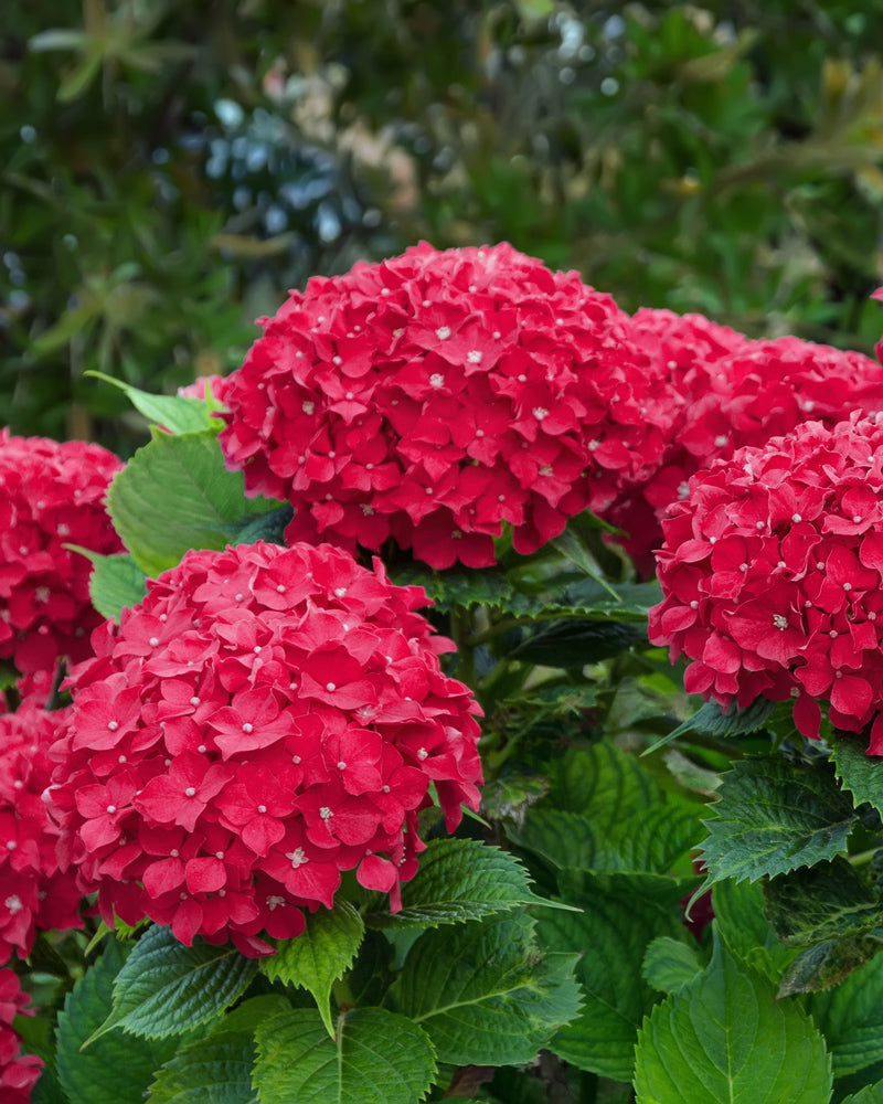 feey-rote-hortensie-hydrangea-macrophylla image 2