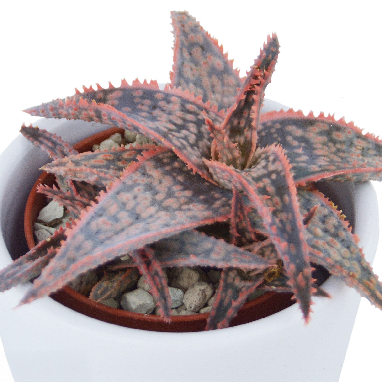 pasiora-aloha-aloe-5er-set-mini-sukkulenten-6cm image 7
