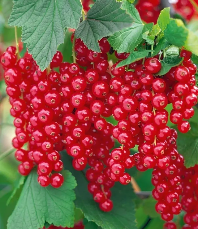 baldur-garten-johannisbeere-rote-rovada-pflanze-im-2-liter-topf image 1