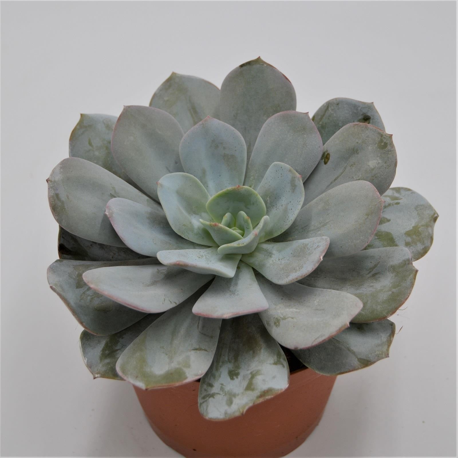 pasiora-echeveria-gila-sukkulente-15cm image 1