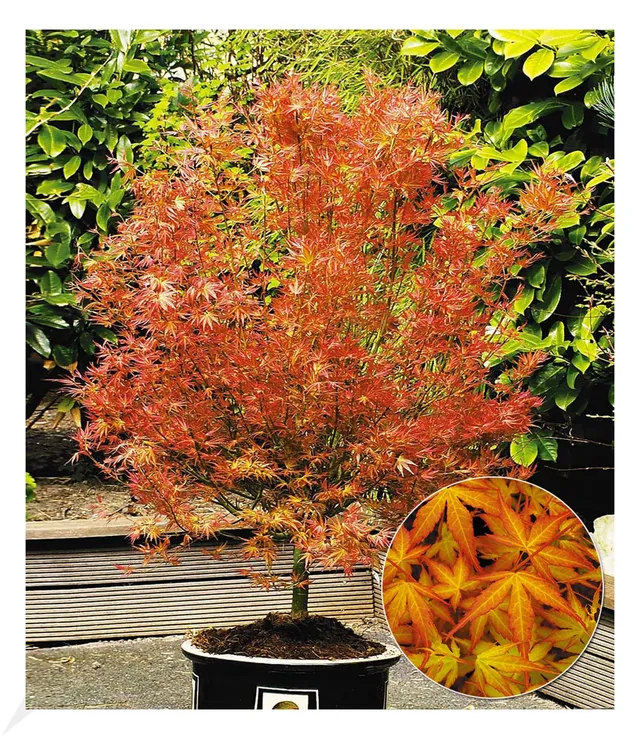 baldur-garten-japanischer-ahorn-katsura-acer-palmatum-12-cm-topf image 1
