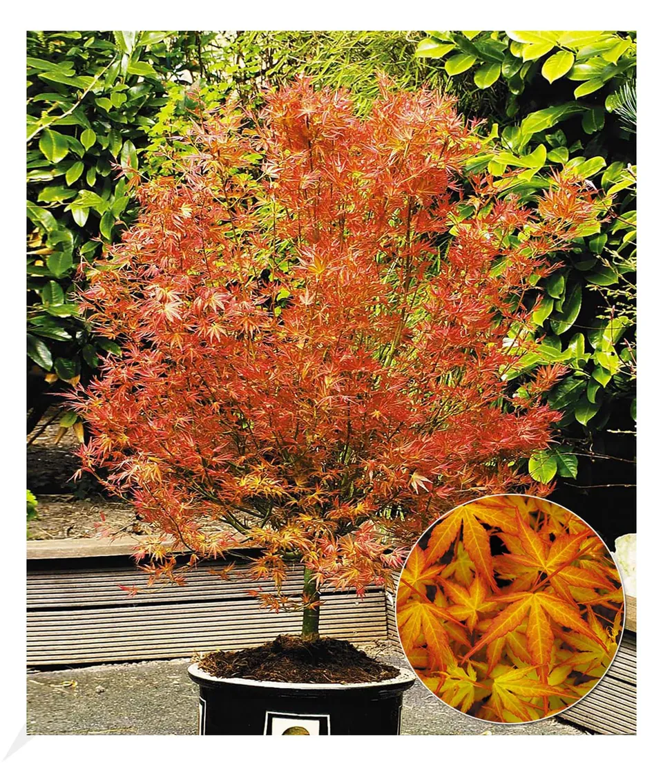 baldur-garten-japanischer-ahorn-katsura-acer-palmatum-12-cm-topf image 1