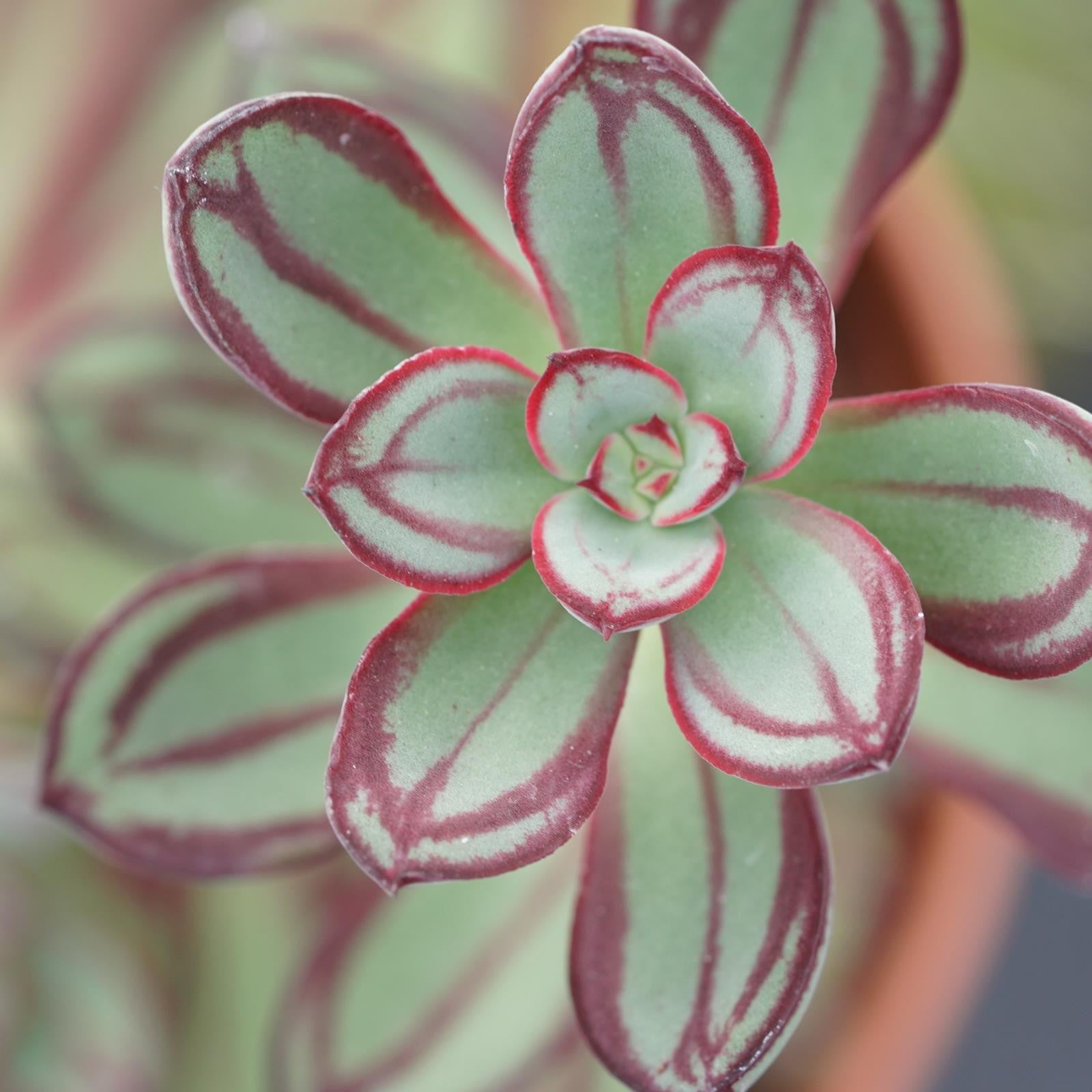 pasiora-echeveria-nodulosa-sukkulente-14-cm image 6