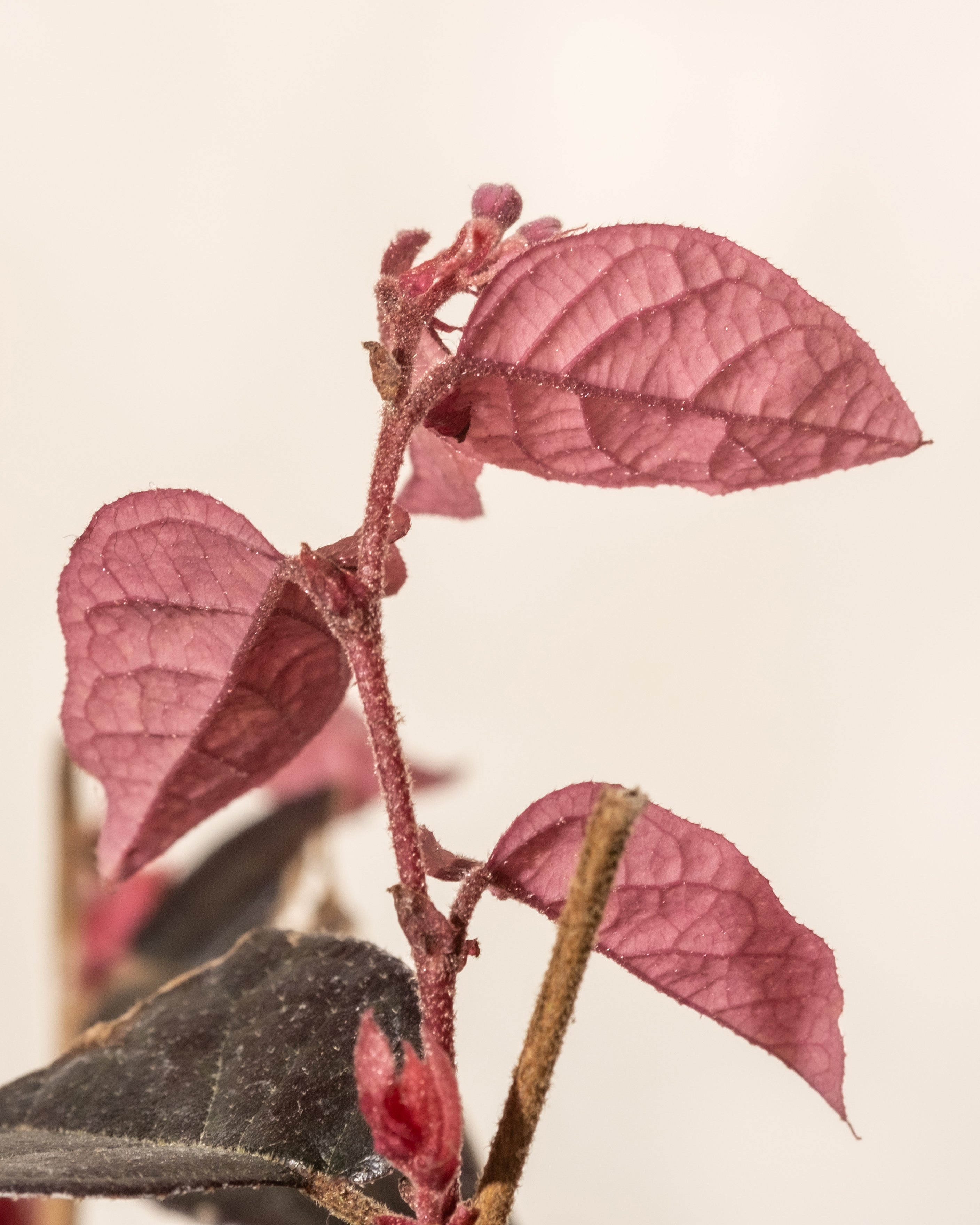 feey-loropetalum-chinense-fire-dance-riemenbl-te-1-2-m image 7