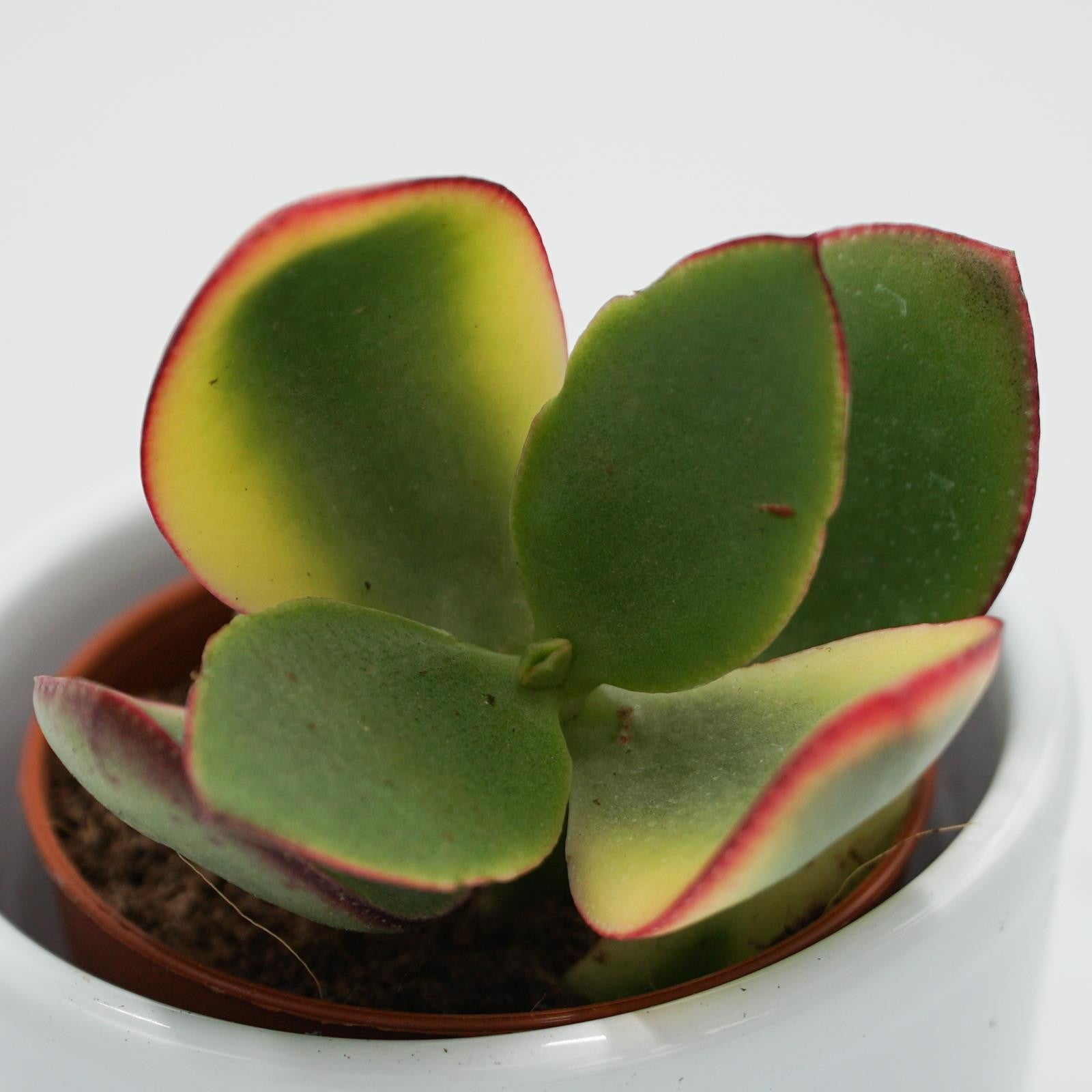 pasiora-crassula-ovata-tricolor-sukkulente-5-5cm-topf image 2