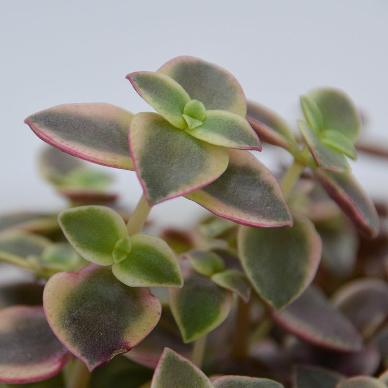 pasiora-crassula-pellucida-ssp-marginalis-dickblatt-8-5cm-topf image 1