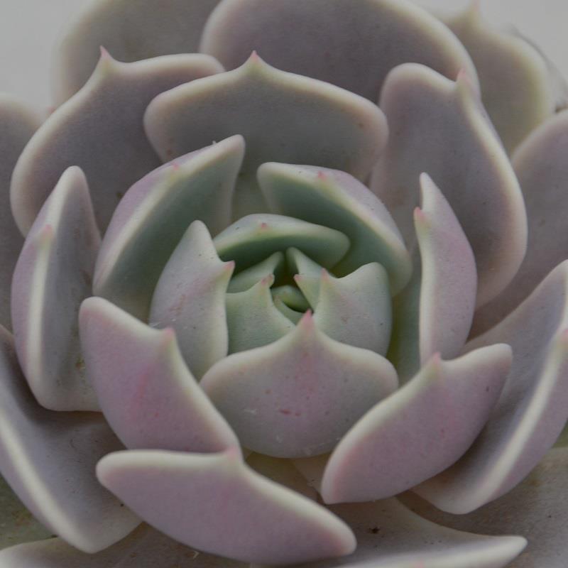 pasiora-echeveria-lola-sukkulente-8-5-cm-topf image 2