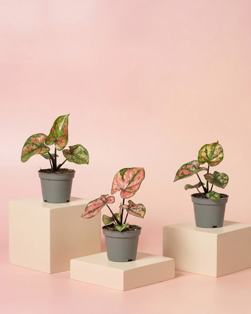 feey-baby-caladium-purple-light-3er-set-babypflanzen image 3