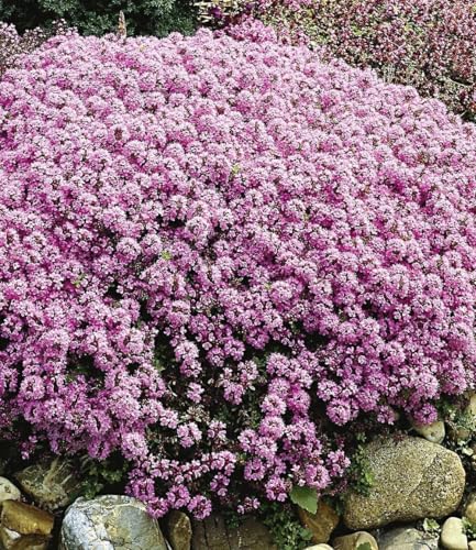 baldur-garten-langhaariger-gebirgs-thymian-bodendecker-3x-im-9x9-cm-topf image 3