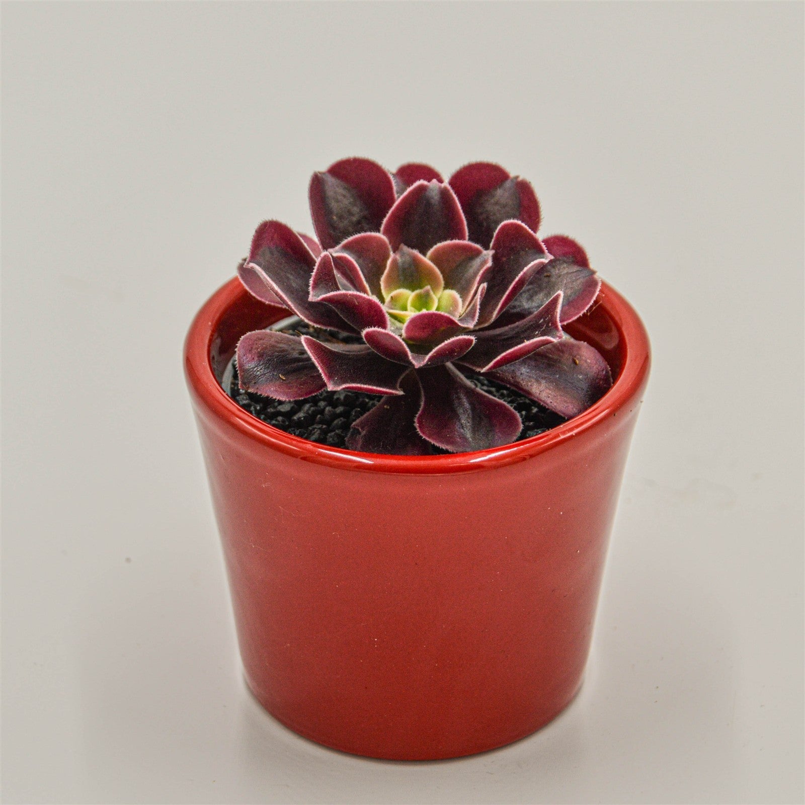 pasiora-aeonium-wheels-of-fascination-rosetten-sukkulente-6cm-topf image 3