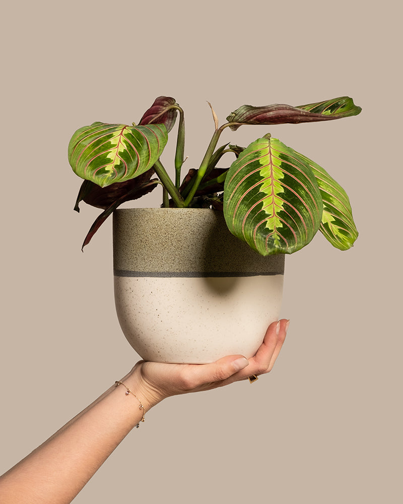 feey-maranta-leuconeura-tricolor-pfeilwurz-prayer-plant-zimmerpflanze image 1