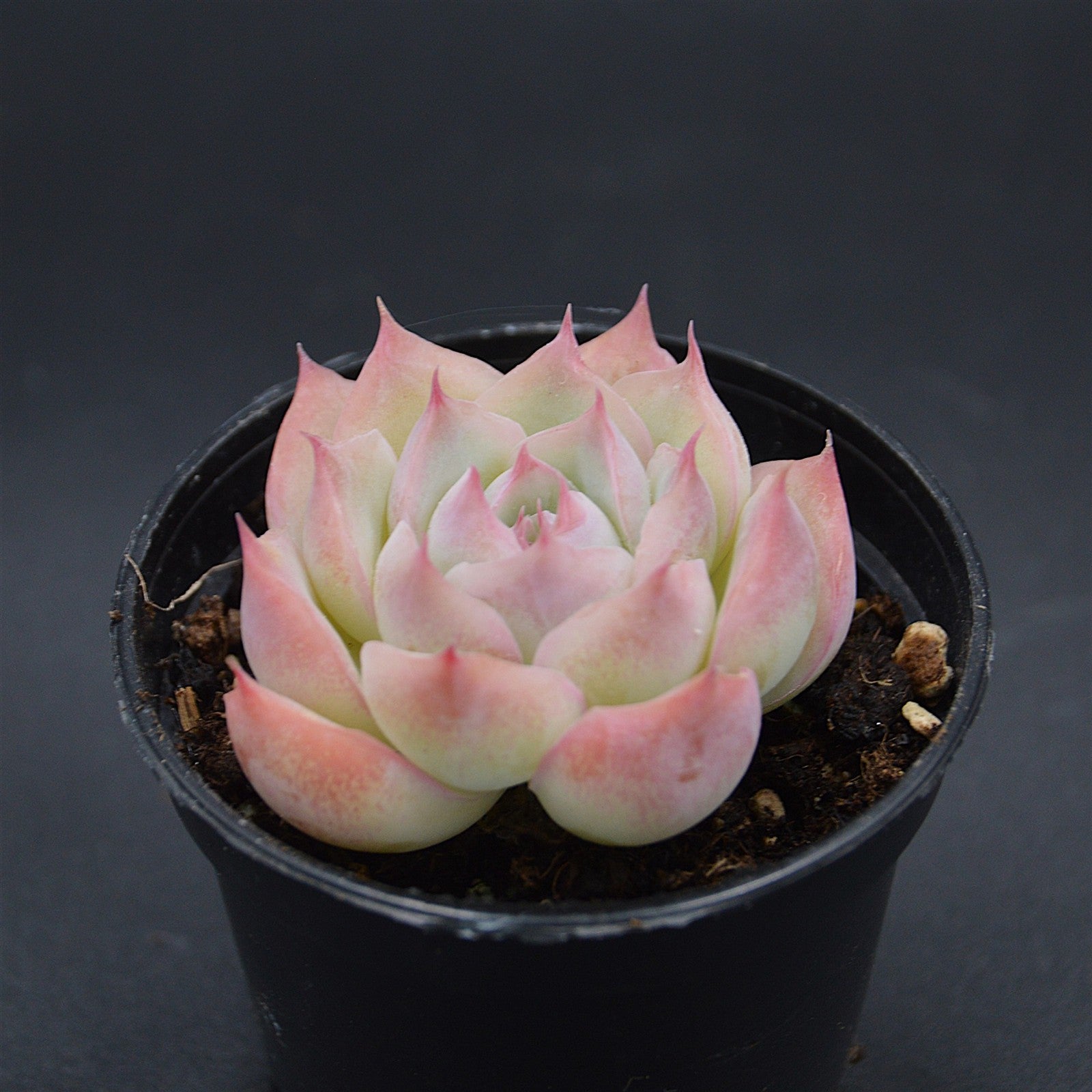 pasiora-echeveria-wraith-einzelst-ck-rarit-t-indoor image 1